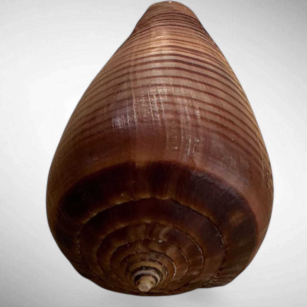 Conus figulinus (Fig Cone)