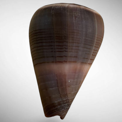 Conus figulinus (Fig Cone)
