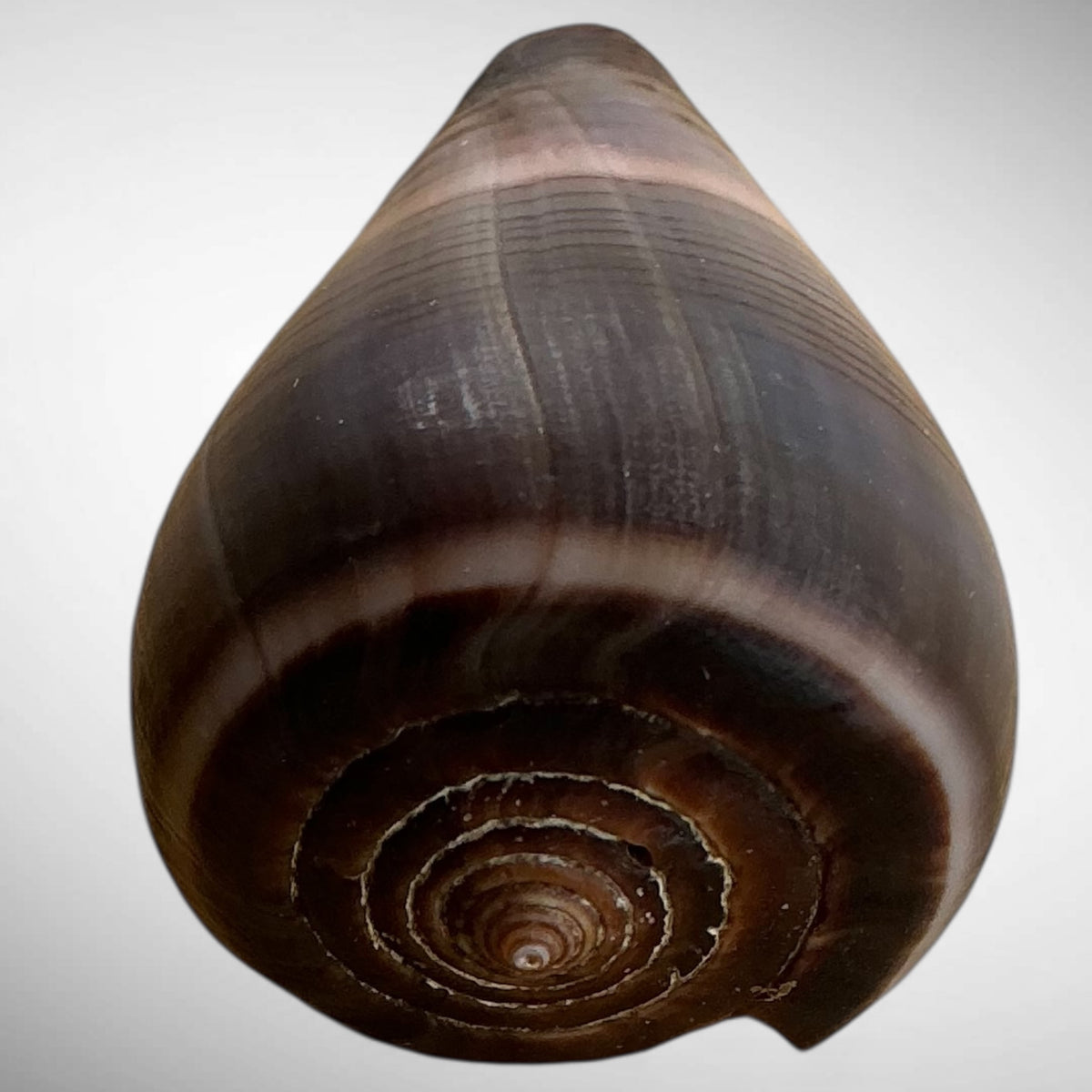 Conus figulinus (Fig Cone)