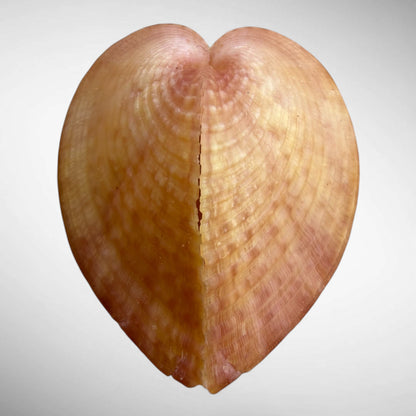 True Heart Cockle shell (Corculum cardissa)