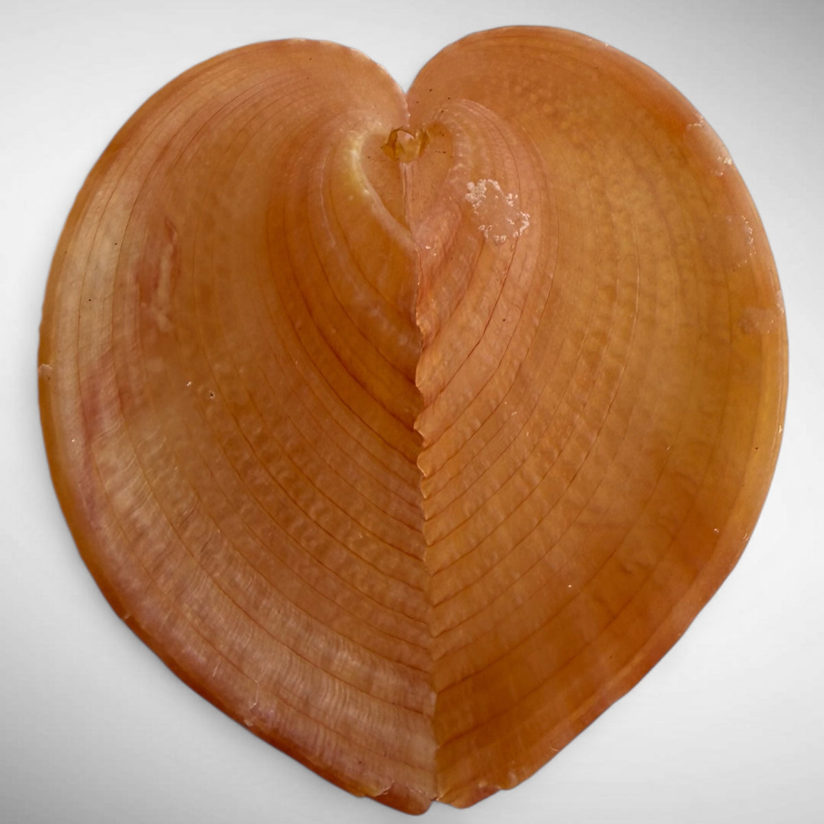 True Heart Cockle shell (Corculum cardissa)
