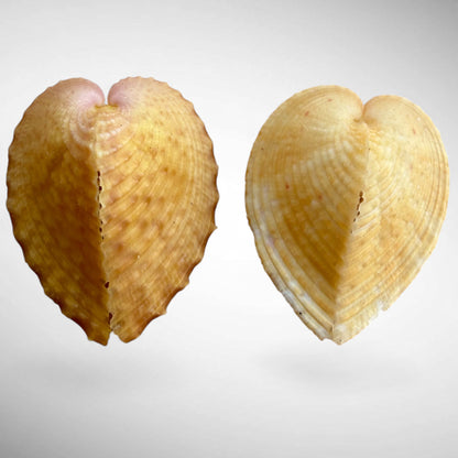 True Heart Cockle shell (Corculum cardissa)