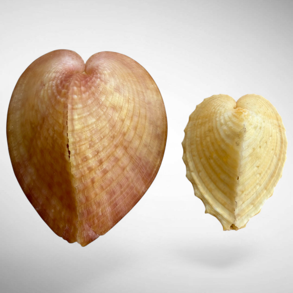 True Heart Cockle shell (Corculum cardissa)