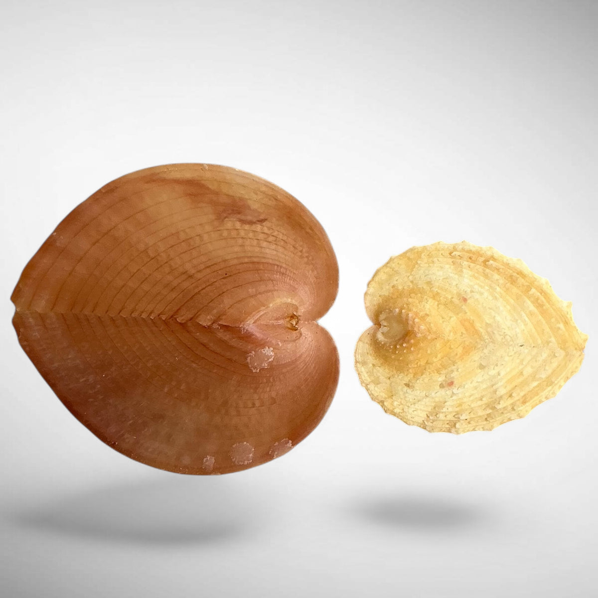 True Heart Cockle shell (Corculum cardissa)
