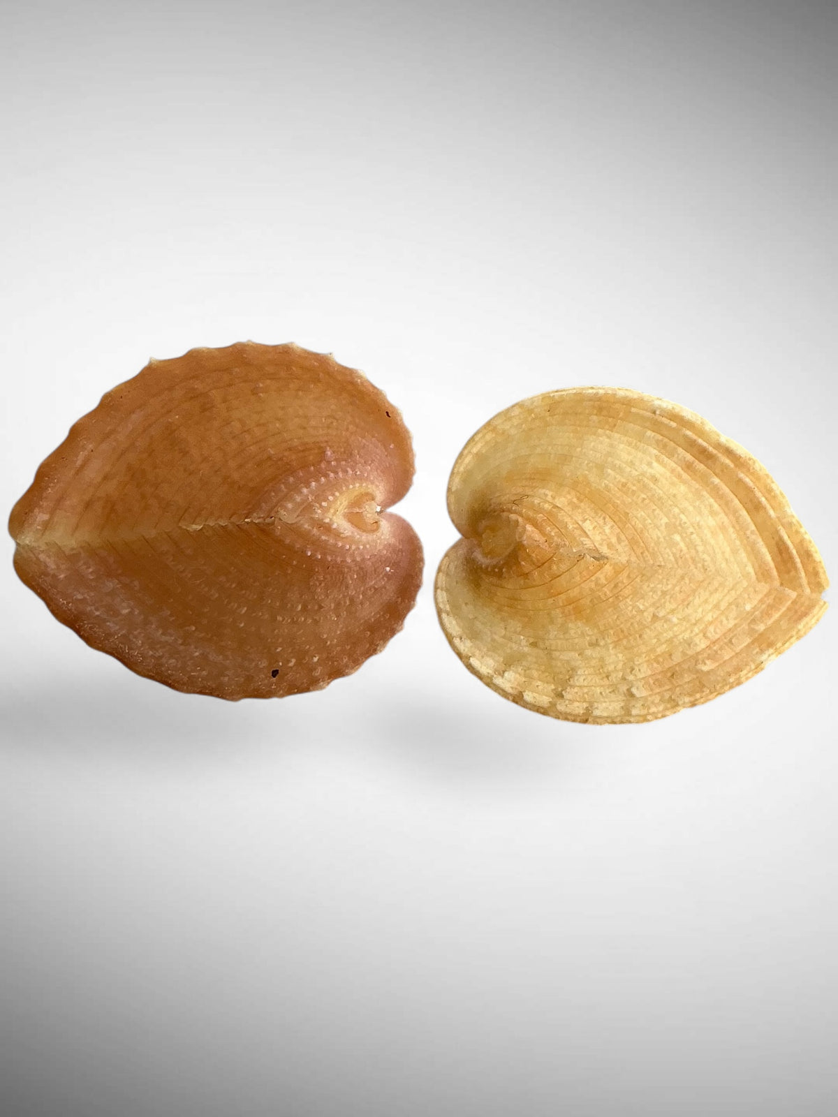 True Heart Cockle shell (Corculum cardissa)