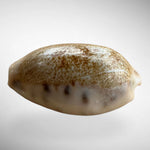 Arabian Cowrie shell (Mauritia arabica or Cypraea arabica)