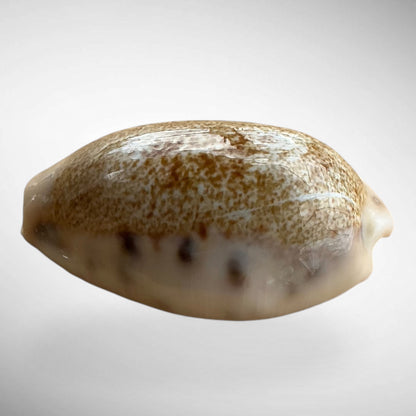 Arabian Cowrie shell (Mauritia arabica or Cypraea arabica)