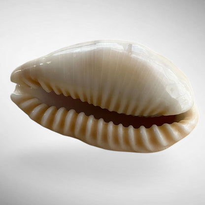 Arabian Cowrie shell (Mauritia arabica or Cypraea arabica)