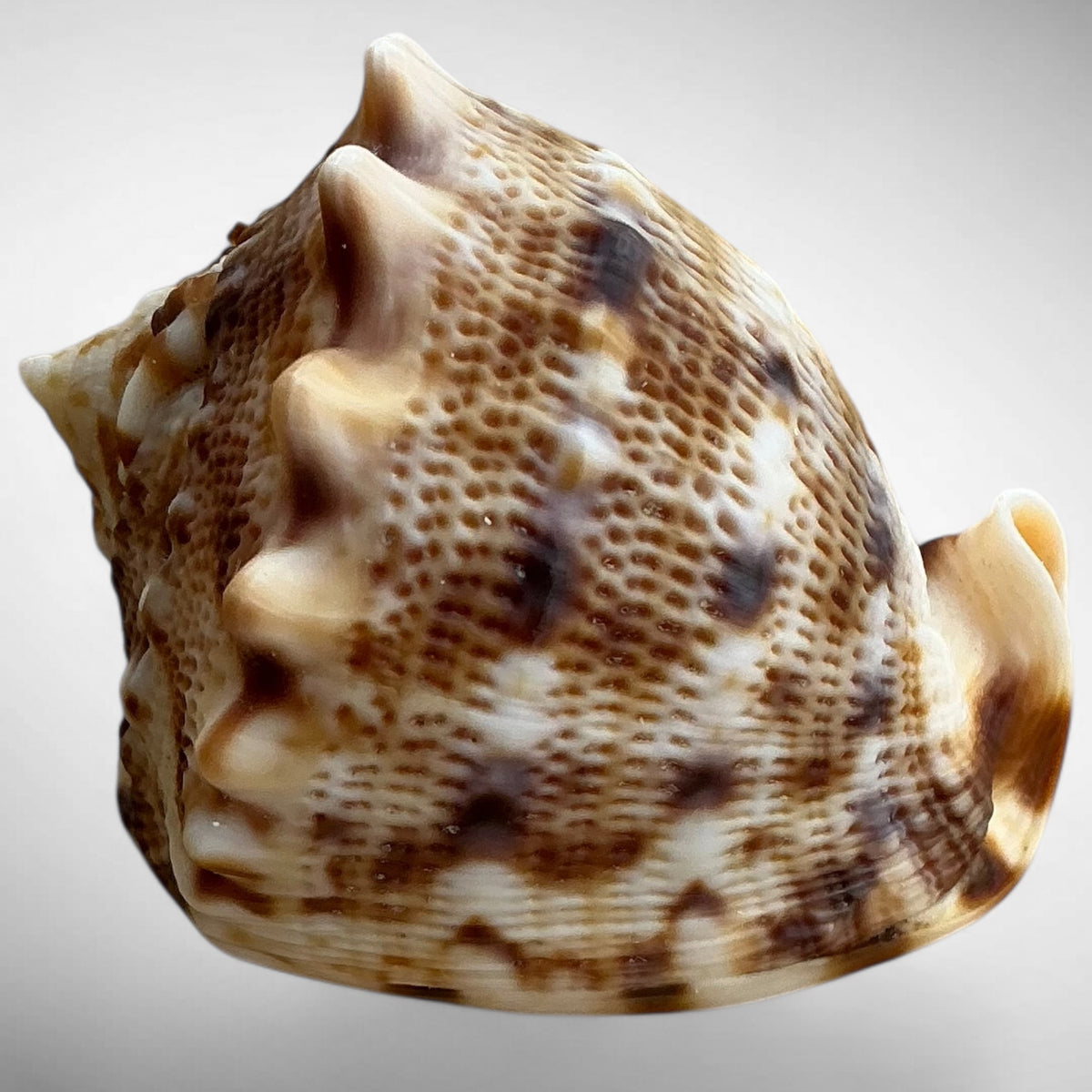 Dwarf Specimen Cassis cornuta (Horned Helmet)