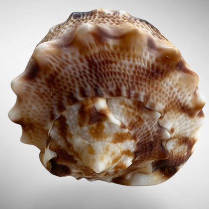 Dwarf Specimen Cassis cornuta (Horned Helmet)