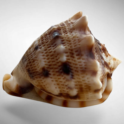Dwarf Specimen Cassis cornuta (Horned Helmet)