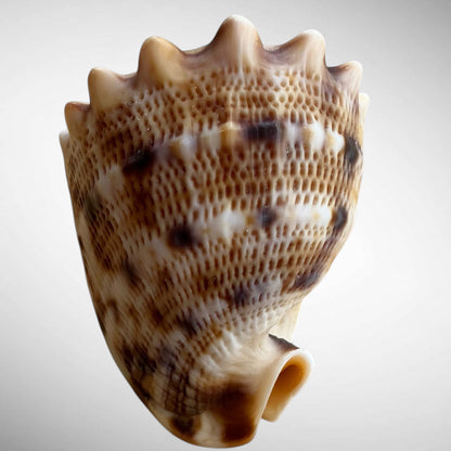 Dwarf Specimen Cassis cornuta (Horned Helmet)