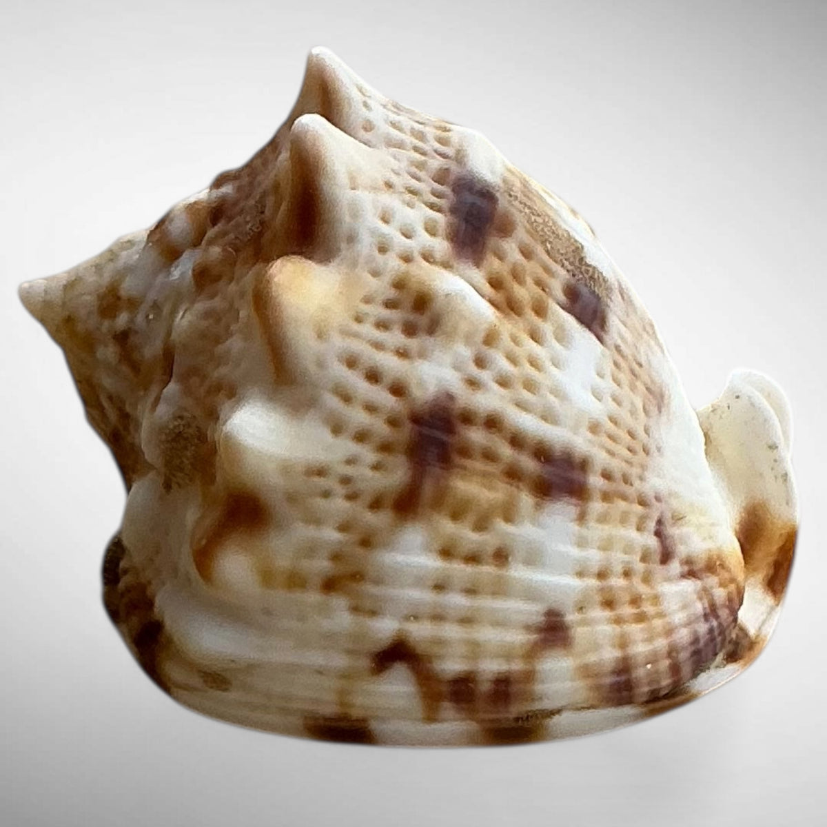 Dwarf Specimen Cassis cornuta (Horned Helmet)