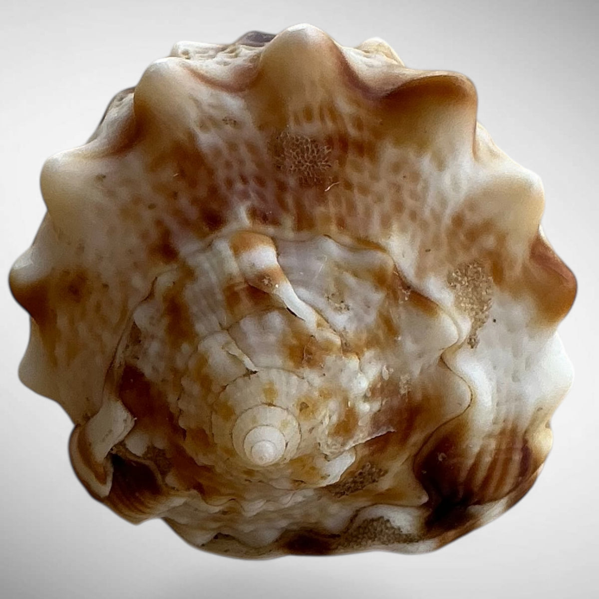 Dwarf Specimen Cassis cornuta (Horned Helmet)