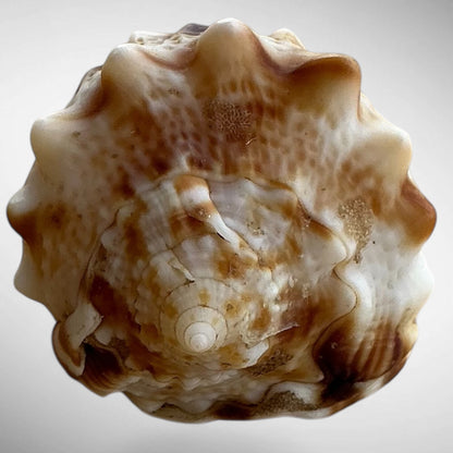 Dwarf Specimen Cassis cornuta (Horned Helmet)