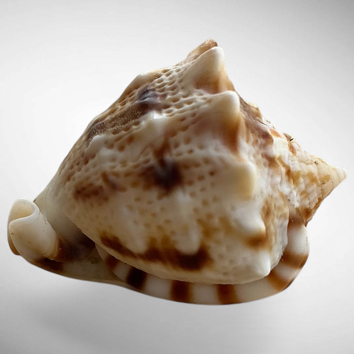Dwarf Specimen Cassis cornuta (Horned Helmet)