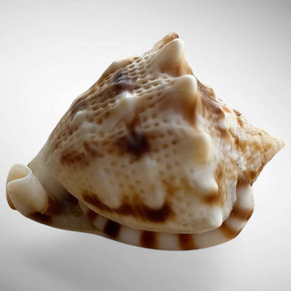 Dwarf Specimen Cassis cornuta (Horned Helmet)