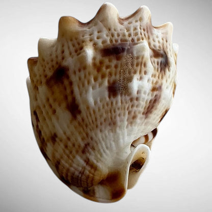 Dwarf Specimen Cassis cornuta (Horned Helmet)