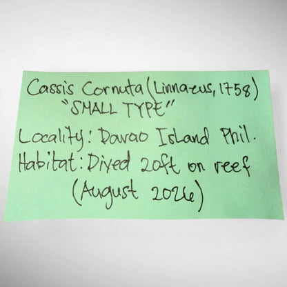 Dwarf Specimen Cassis cornuta (Horned Helmet)