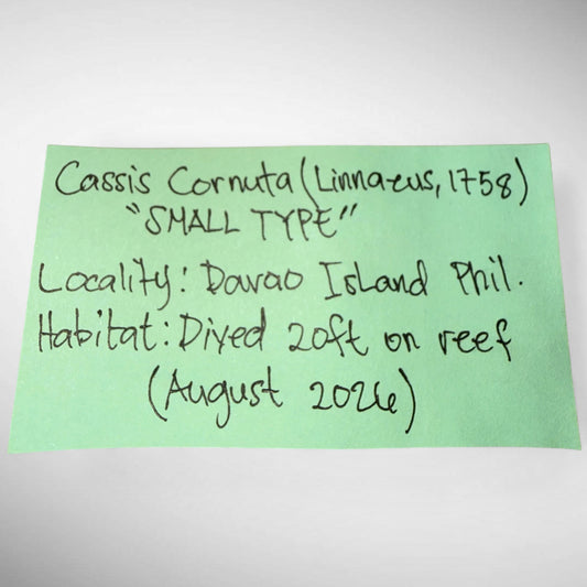Dwarf Specimen Cassis cornuta (Horned Helmet)