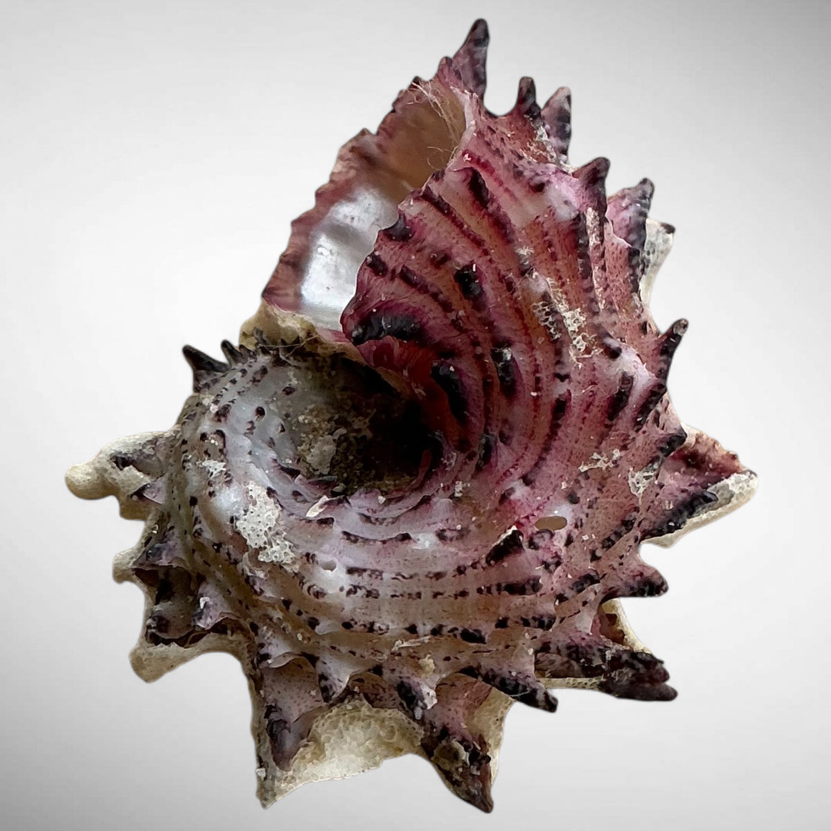 Angaria delphinus