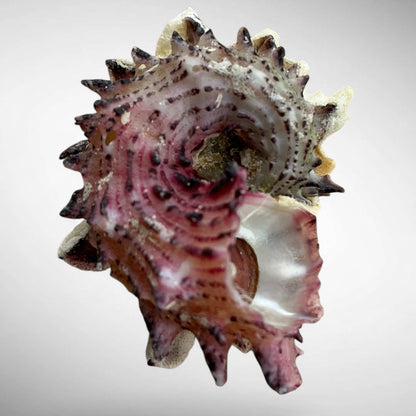 Angaria delphinus