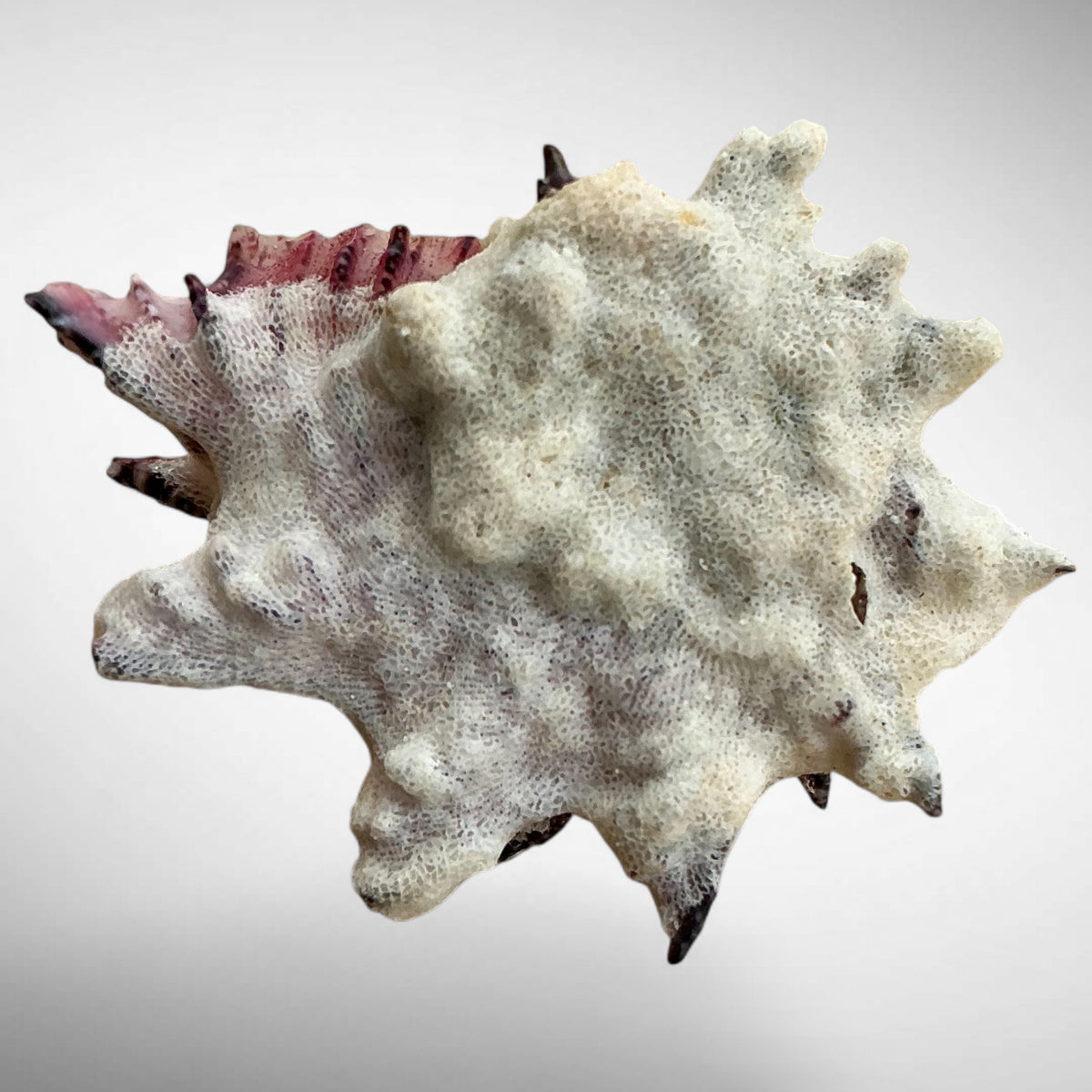 Angaria delphinus