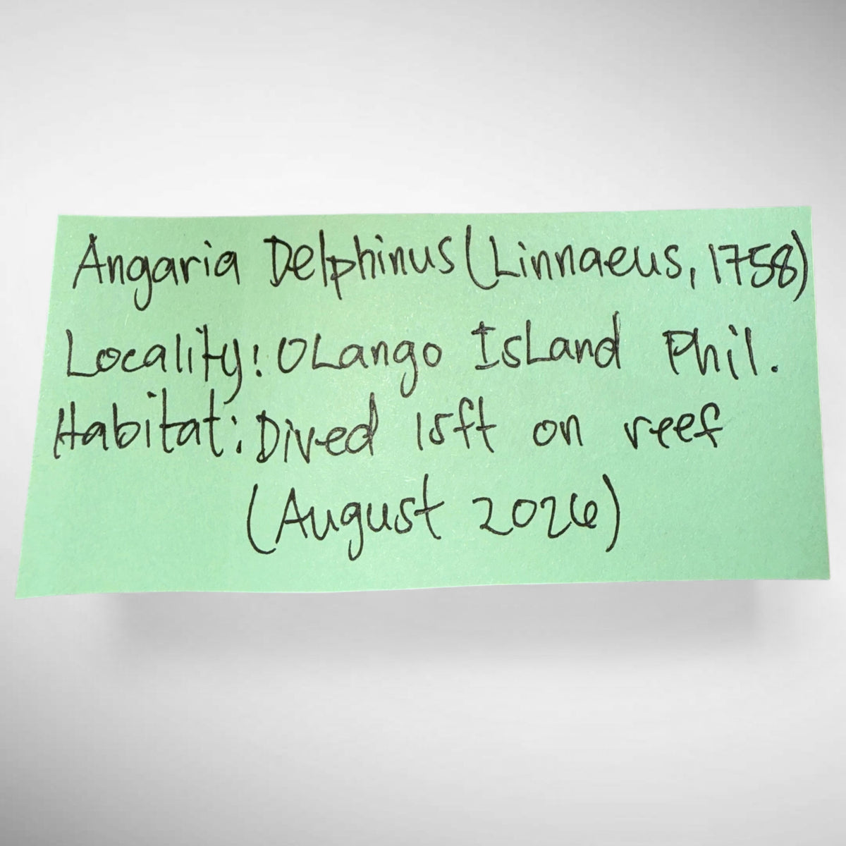 Angaria delphinus