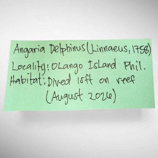 Angaria delphinus