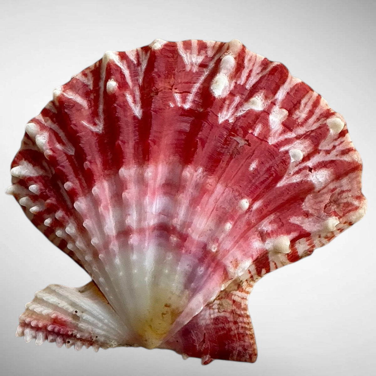 Mirapecten mirificus (Reeve, 1853)