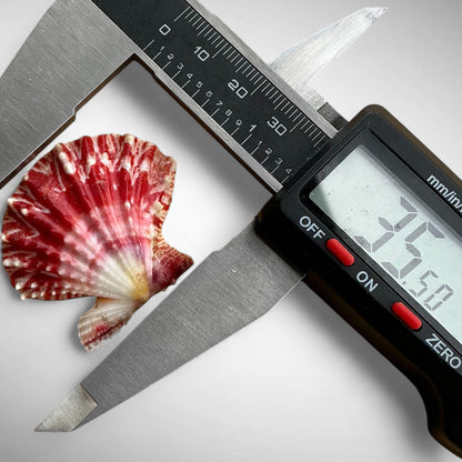 Mirapecten mirificus (Reeve, 1853)