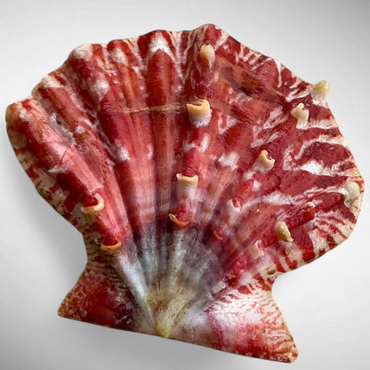 Mirapecten mirificus (Reeve, 1853)
