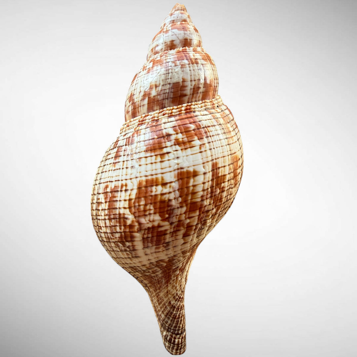True Tulip Shell Specimen (Fasciolaria tulipa) #2 – 167.44 mm Florida Marine Shell