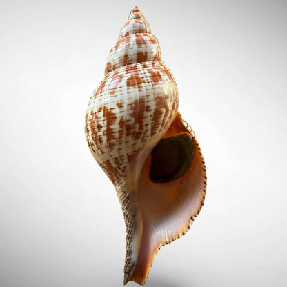 True Tulip Shell Specimen (Fasciolaria tulipa) #2 – 167.44 mm Florida Marine Shell