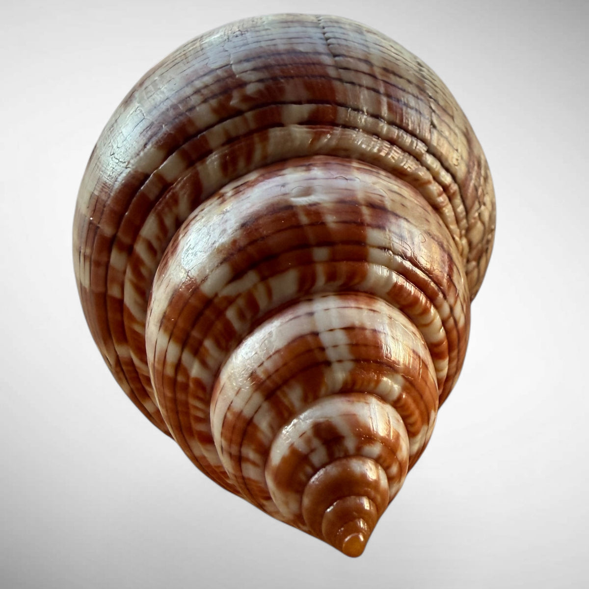 True Tulip Shell Specimen (Fasciolaria tulipa) – 189.80mm w/ Operculum & Data