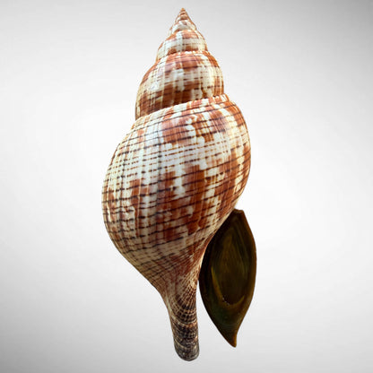 True Tulip Shell Specimen (Fasciolaria tulipa) – 189.80mm w/ Operculum & Data
