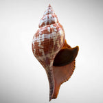 True Tulip Shell Specimen (Fasciolaria tulipa) – 189.80mm w/ Operculum & Data