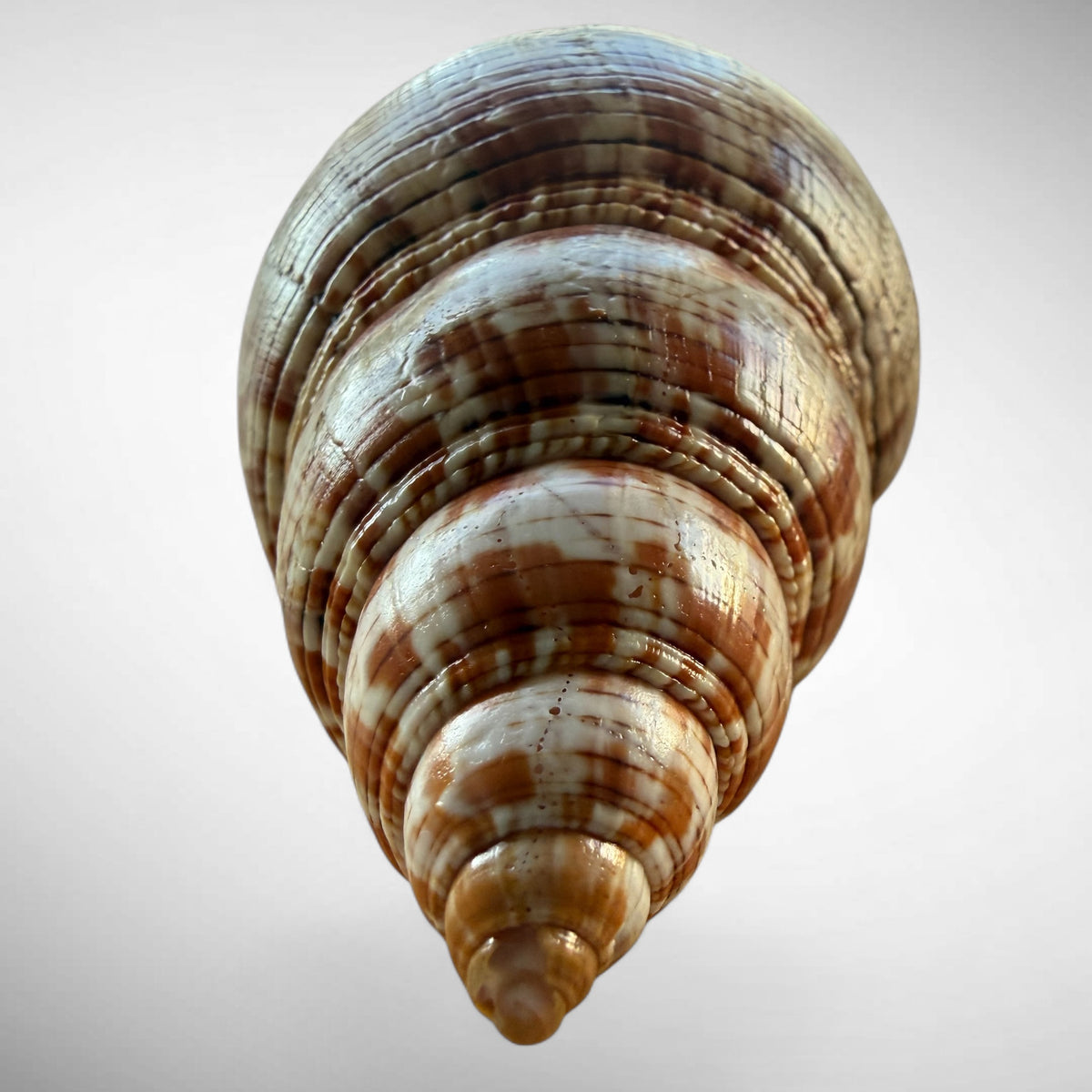 True Tulip Shell Specimen (Fasciolaria tulipa) #2 – 167.44 mm Florida Marine Shell