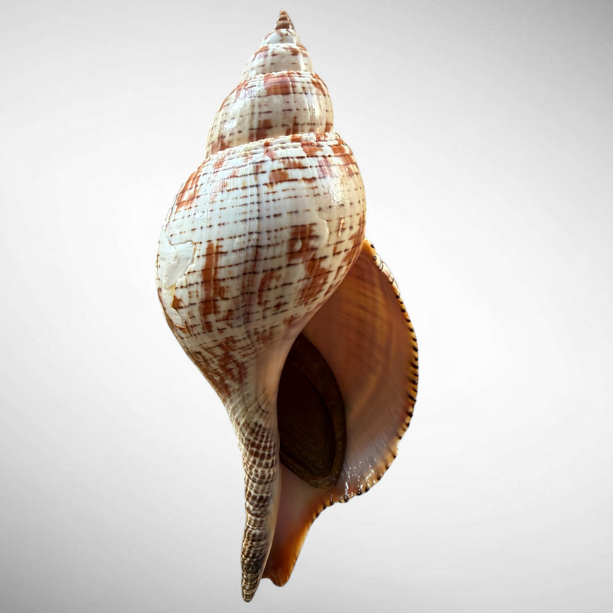 True Tulip Shell Specimen (Fasciolaria tulipa) #3 – 178.92mm Florida Marine Shell