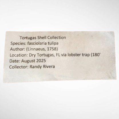 True Tulip Shell Specimen (Fasciolaria tulipa) – 189.80mm w/ Operculum & Data