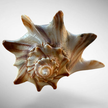 Atlantic Whelk Shell Specimen (Busycon canaliculatum)