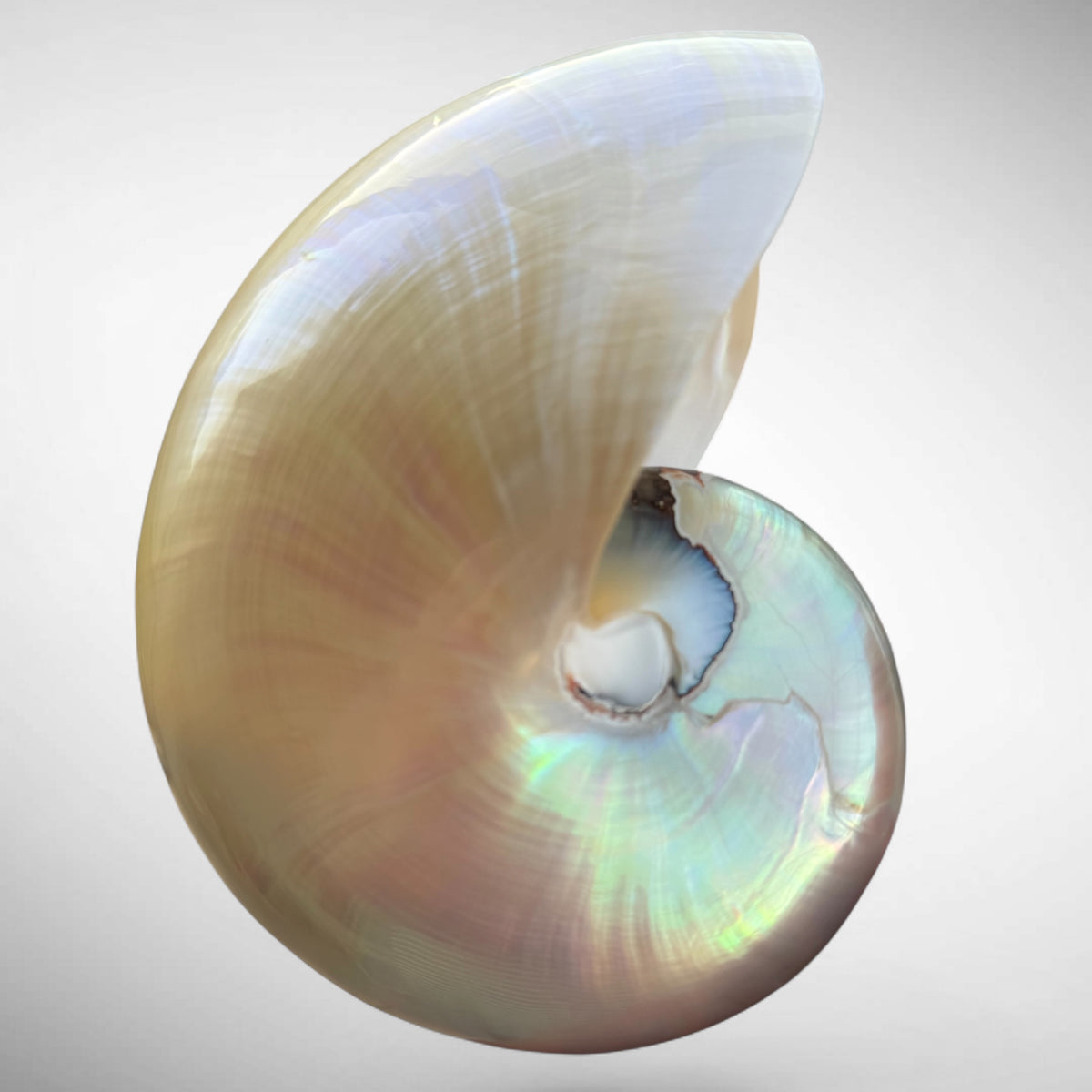 Chambered Nautilus Pearlized Shell Specimen (Nautilus pompilius)