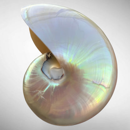 Chambered Nautilus Pearlized Shell Specimen (Nautilus pompilius)