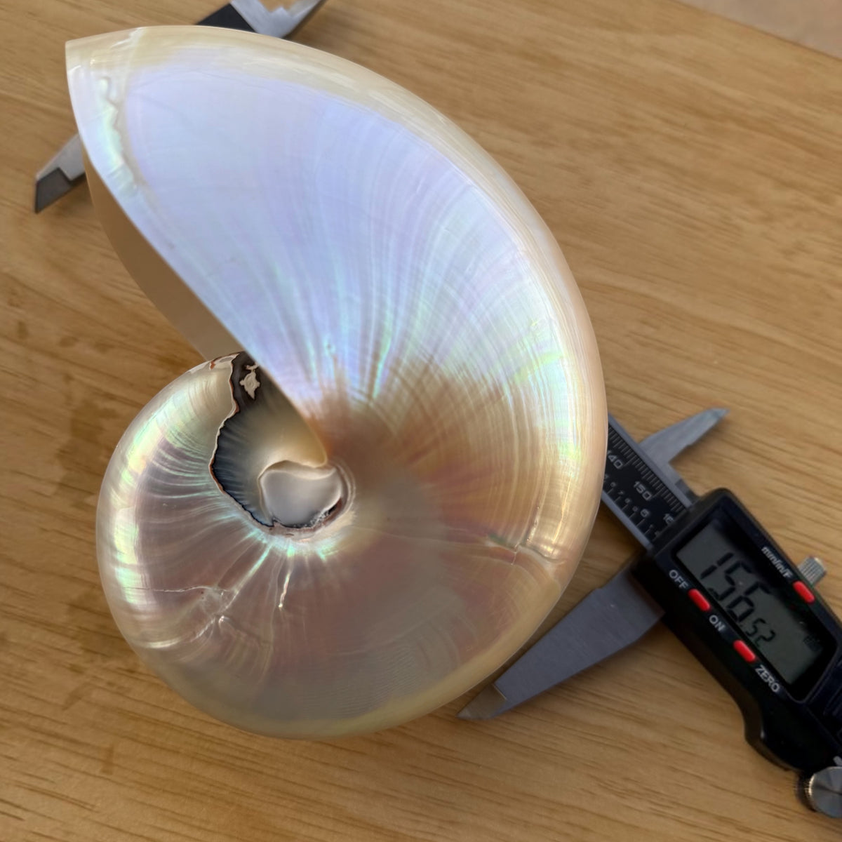 Chambered Nautilus Pearlized Shell Specimen (Nautilus pompilius)