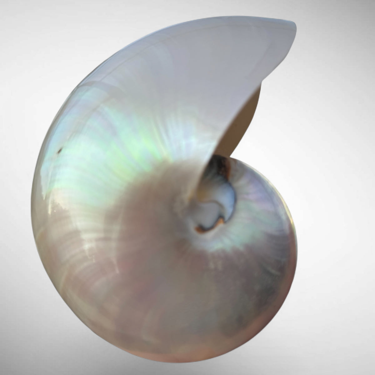Chambered Nautilus Pearlized Shell Specimen (Nautilus pompilius)
