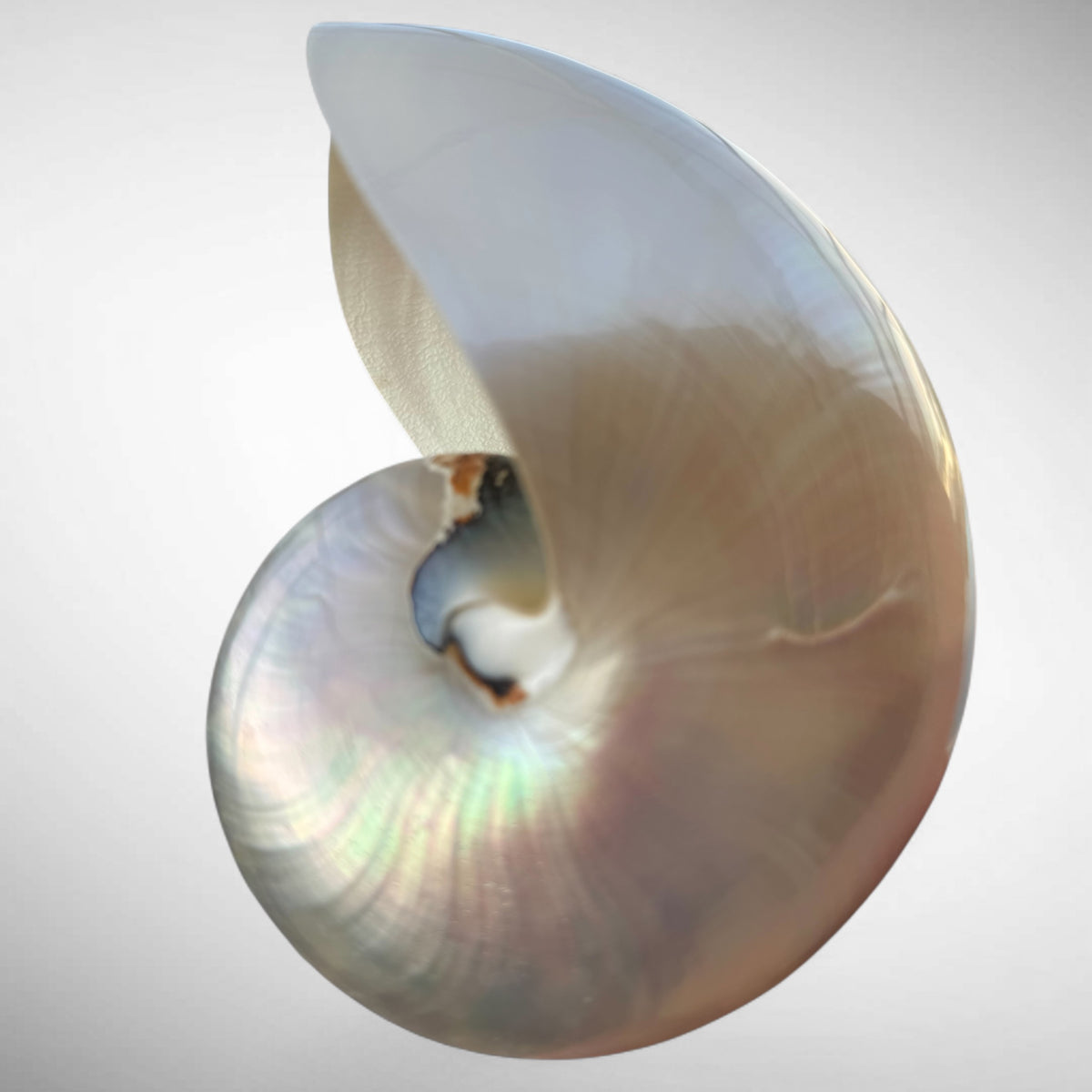 Chambered Nautilus Pearlized Shell Specimen (Nautilus pompilius)