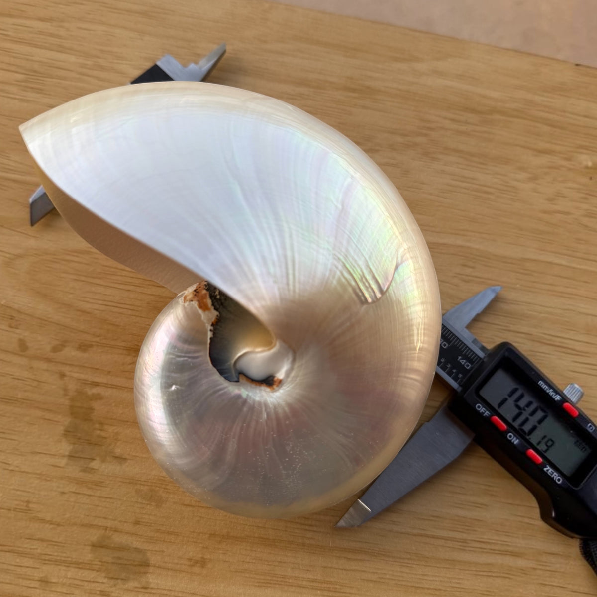 Chambered Nautilus Pearlized Shell Specimen (Nautilus pompilius)