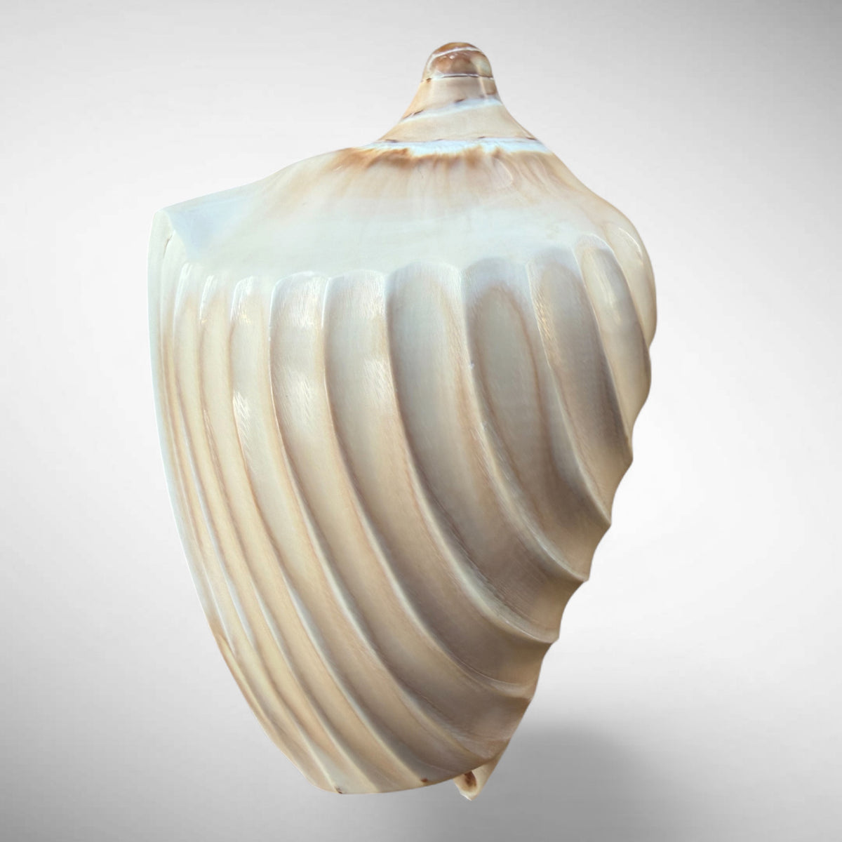 Polished Noble Volute Shell Specimen (Cymbiola nobilis)