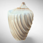 Polished Noble Volute Shell Specimen (Cymbiola nobilis)