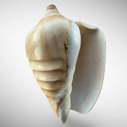 Polished Noble Volute Shell Specimen (Cymbiola nobilis)